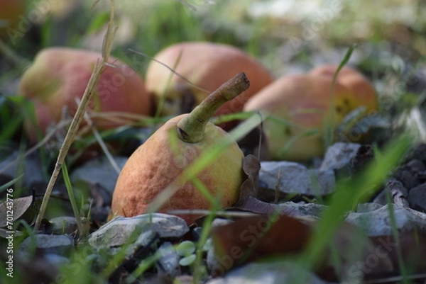 Obraz Pear under the tree