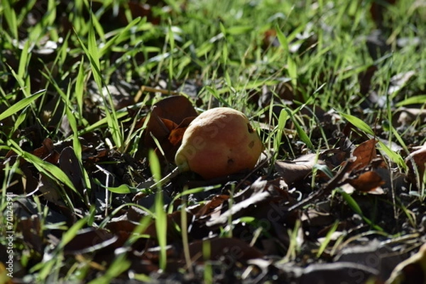 Obraz Pear under the tree