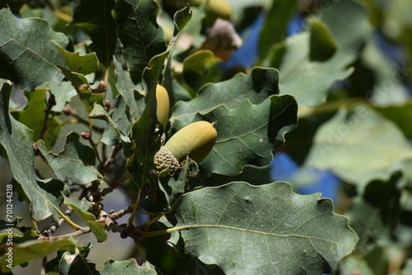 Obraz acorns on the oak