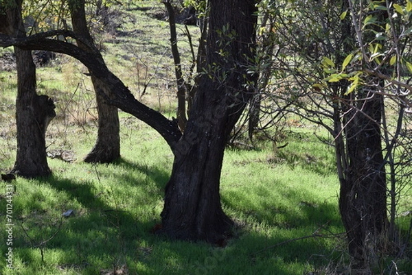 Obraz trees in the forest
