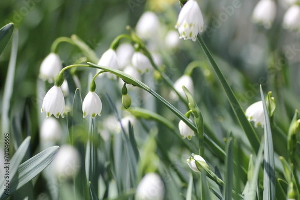 Obraz スノーフレーク