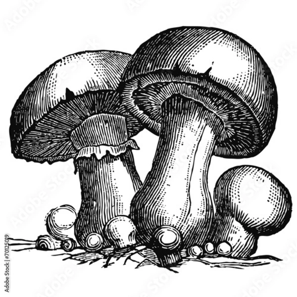 Obraz Grzyby Paryża