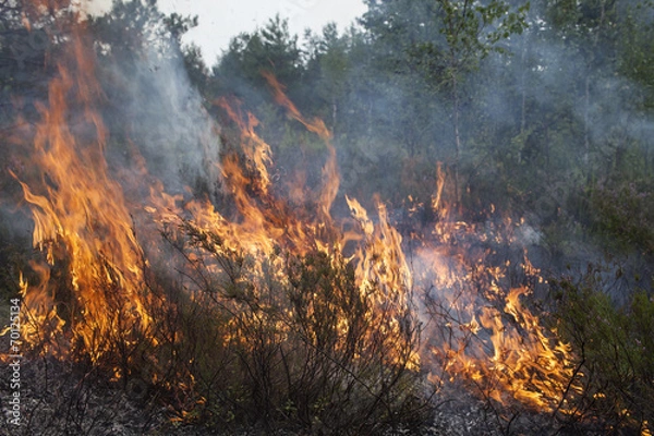 Obraz Forest fire