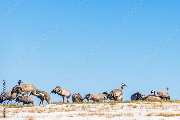 Fototapeta Foraging cranes on a field with snow