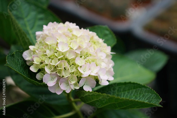 Obraz Hydrangea macrophylla