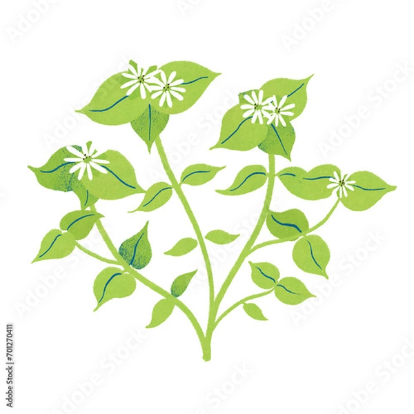 Fototapeta 春の七草ハコベラのイラスト