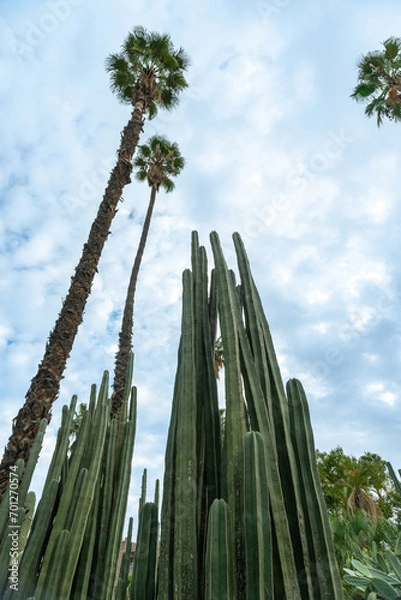 Obraz Photo of different types of plants from the Majorelle Garden in the city of Marrakech. Cloudy day.