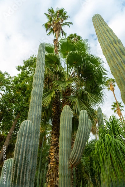 Obraz Photo of different types of plants from the Majorelle Garden in the city of Marrakech. Cloudy day.