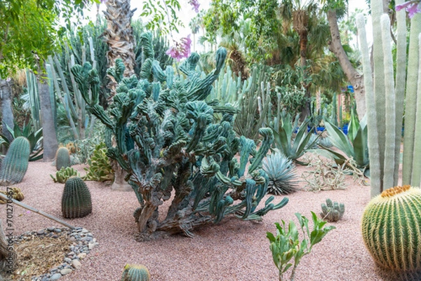 Obraz Photo of different types of plants from the Majorelle Garden in the city of Marrakech. Cloudy day.