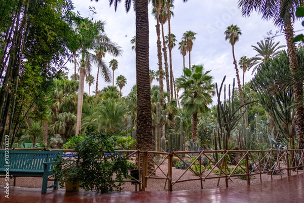 Obraz Photo of different types of plants from the Majorelle Garden in the city of Marrakech. Cloudy day.