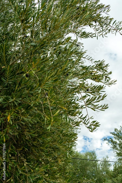 Obraz Photo of the branches of an olive tree with its leaves. Cloudy day.