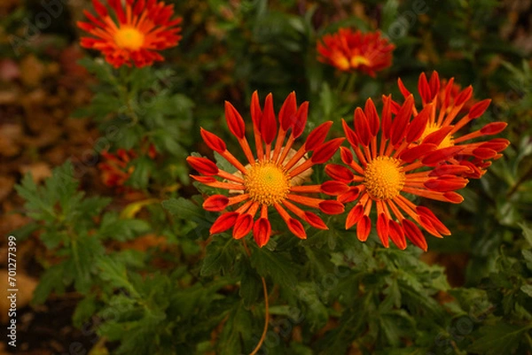 Obraz Fleurs oranges en gros plan 