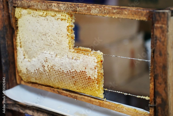 Obraz Honeycomb within hives frame