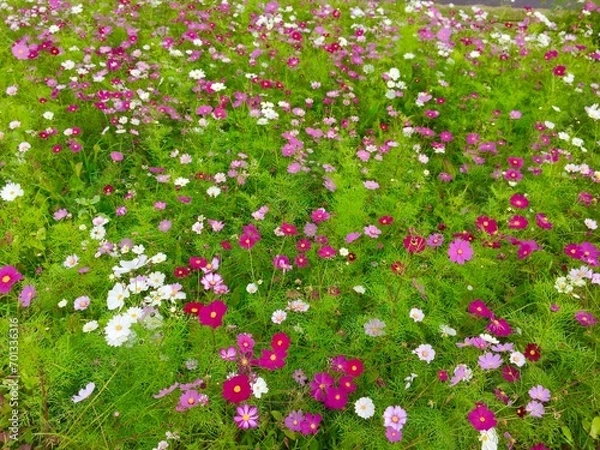 Obraz 色とりどりのコスモスの花