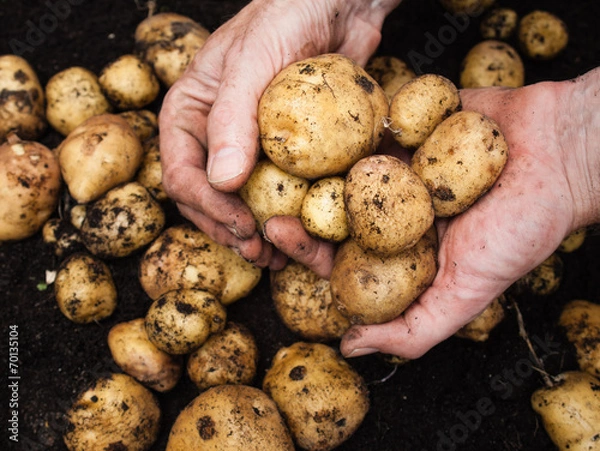 Obraz mans hand holding potatoes