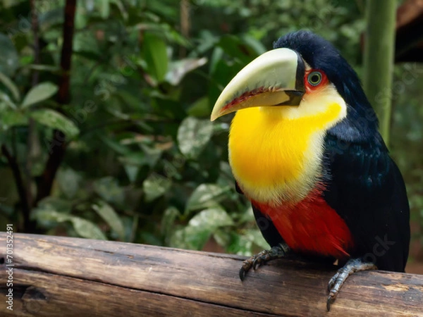 Obraz Green-billed toucan