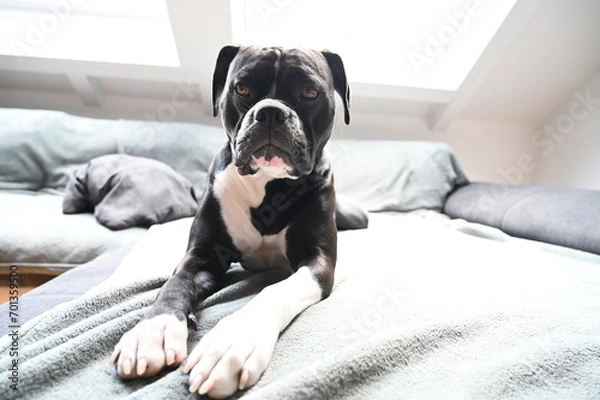 Fototapeta American Bulldog mix breed dog lounging on a bed, relaxed and content, enjoying a peaceful nap.