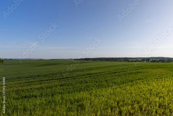 Fototapeta a large number of green wheat sprouts in the spring season