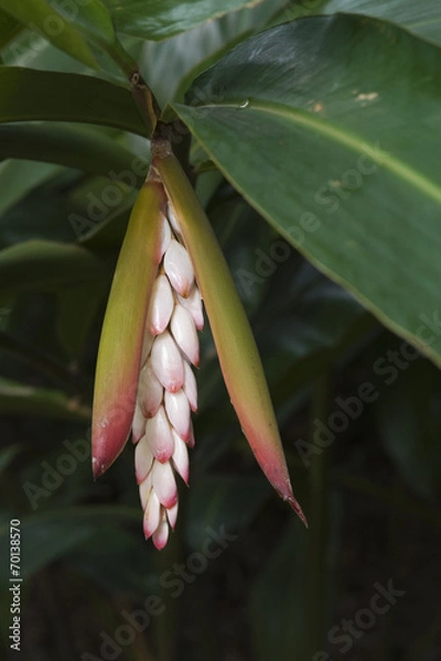 Fototapeta Gengibre-concha