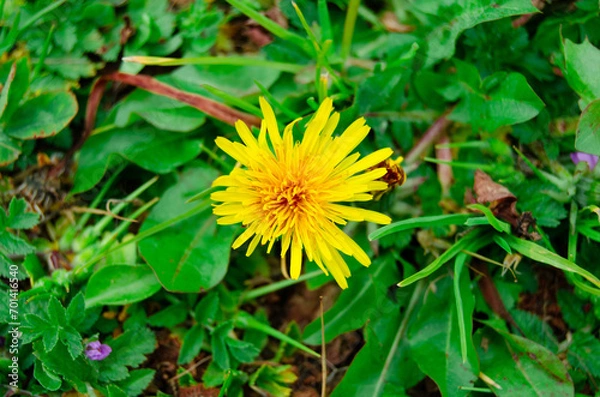 Obraz Diente de leon en el campo