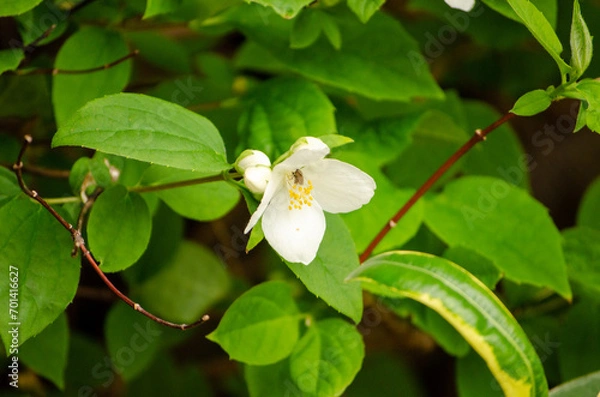 Obraz Arbusto floreciendo