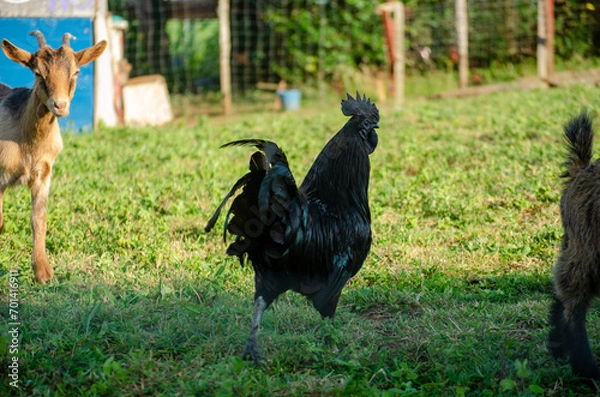 Obraz Gallo totalmente negro