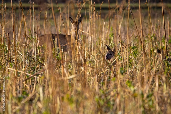 Obraz Rehe in der freien Wildbahn