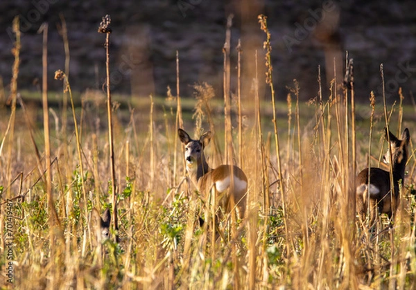 Obraz Rehe in der freien Wildbahn