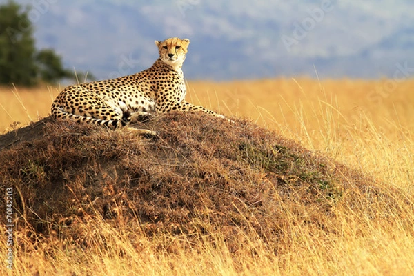 Obraz Geparda na Masai Mara w Afryce