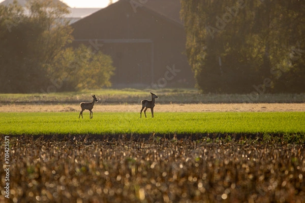 Obraz Rehe in der freien Wildbahn