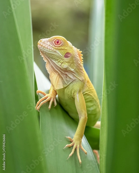 Fototapeta green lizard on a branch