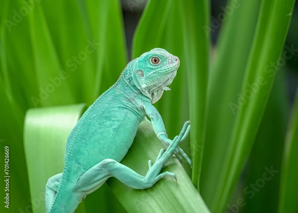 Fototapeta chameleon on a branch