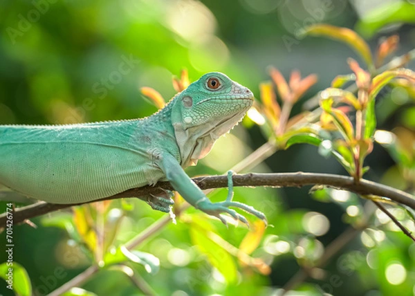 Fototapeta green lizard on a branch