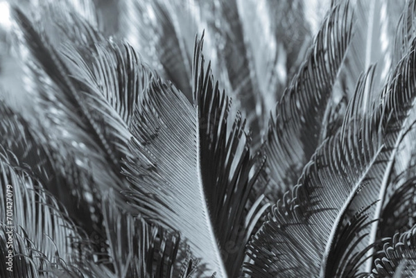 Fototapeta Black white photo of beautiful palm branches. Palm tree in Turkey. Beautiful background. Natural background. Silhouette of palm leaves. Beautiful screensaver. Tropical tree. Trees of Turkey.