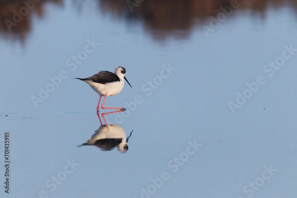 Obraz Cigüeñuela común