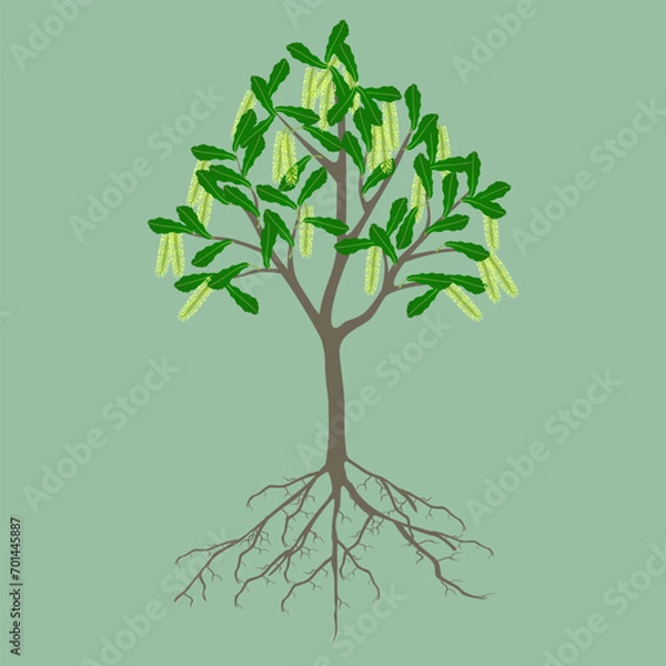 Obraz Macadamia tree with flowers and roots on a green background.