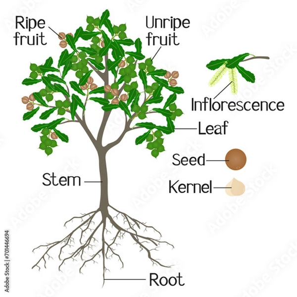 Obraz Parts of macadamia tree isolated on a white background.