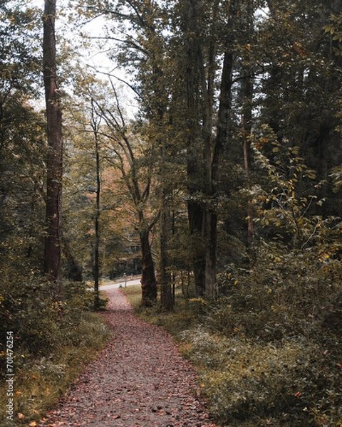 Obraz path in autumn forest