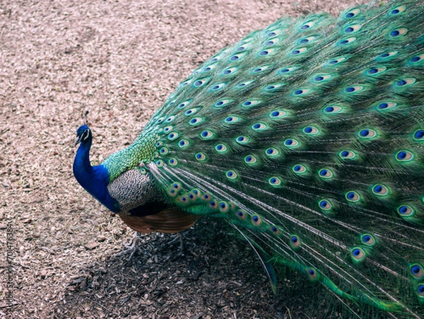 Obraz Peacock