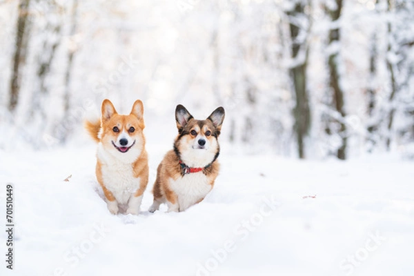 Fototapeta welsh corgi Pembroke dog during a walk in a forest during winter time, 