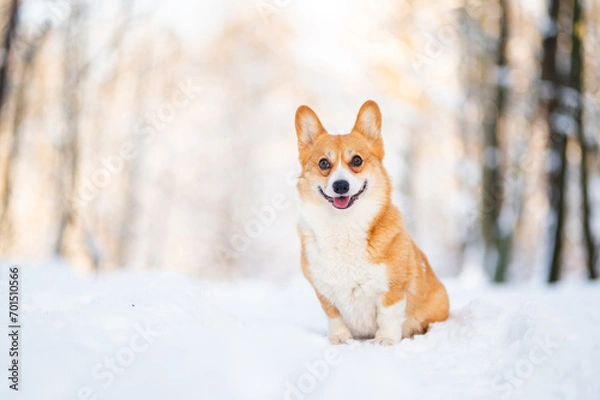 Obraz Lovely welsh corgi pembroke dog portrait in a snowy forest