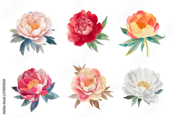 Fototapeta watercolor graphic resources with transparent background, peony flower drawing set / collection
