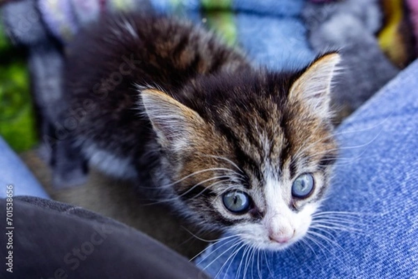 Fototapeta Grey Kitten Looking