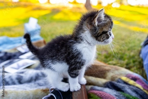 Fototapeta Kitten Sitting on Shoe