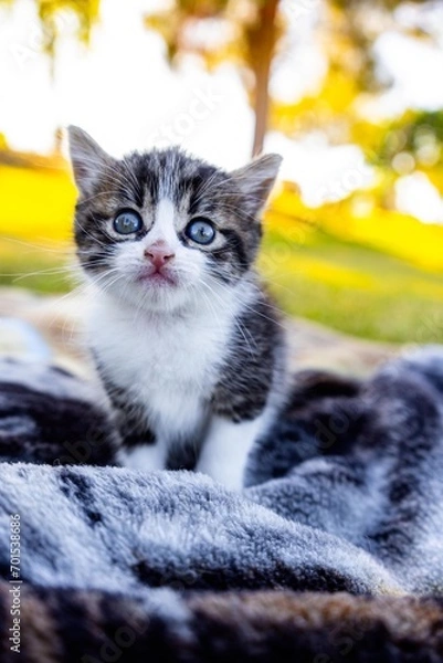 Fototapeta Grey and White Kitten Looking Up