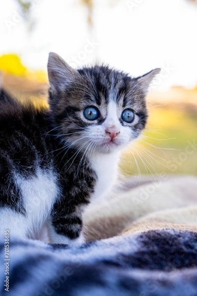 Fototapeta Grey and White Kitten in Grass
