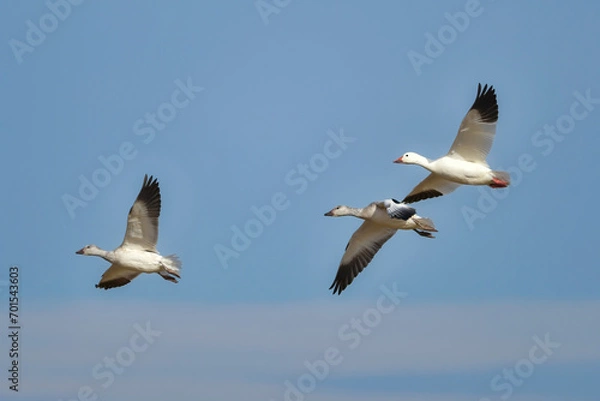 Fototapeta 北日本に冬にやってくる真っ白な美しい水鳥、ハクガン