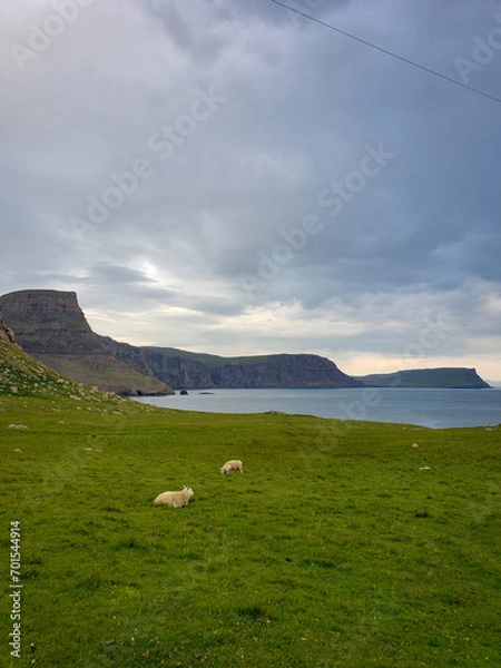 Obraz sheep in the mountains