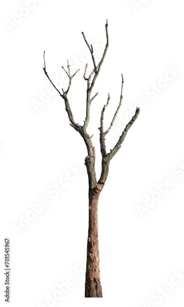 Obraz Dead tree on transparent background with clipping path and alpha channel.