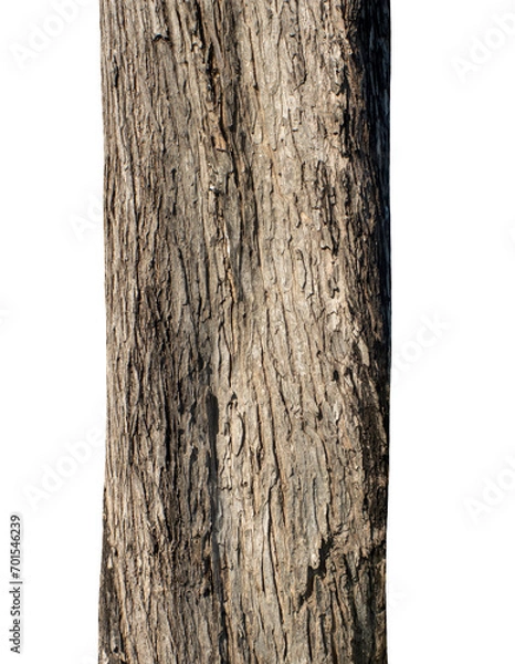 Obraz Tree trunk isolated on transparent background.